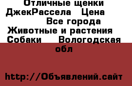 Отличные щенки ДжекРассела › Цена ­ 50 000 - Все города Животные и растения » Собаки   . Вологодская обл.
